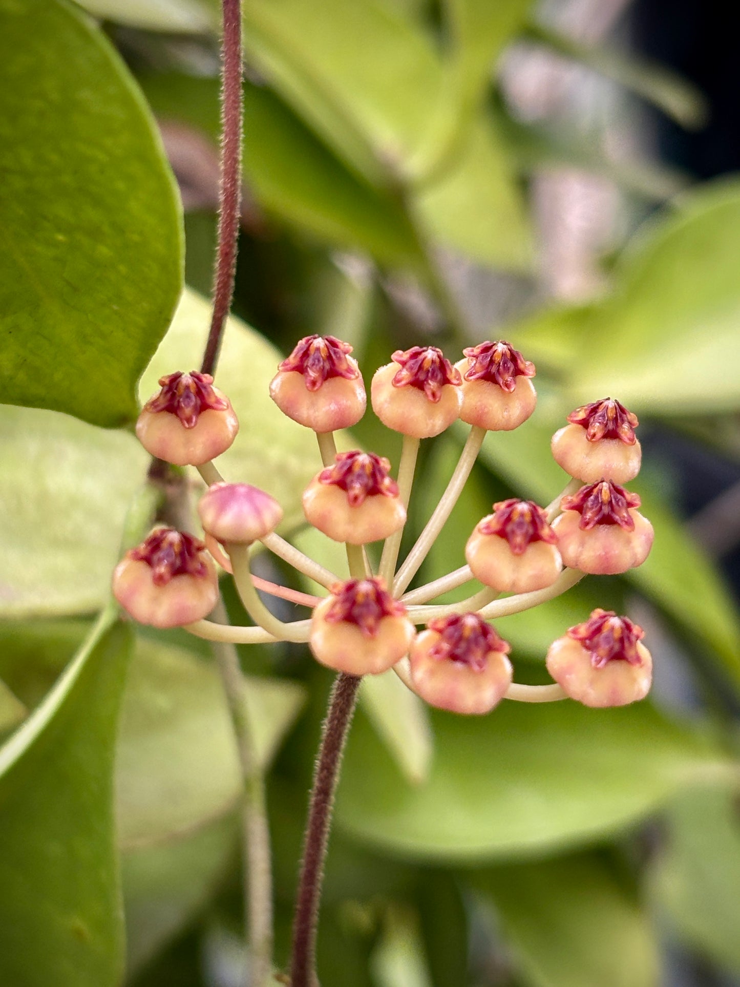 Hoya litoralis H31