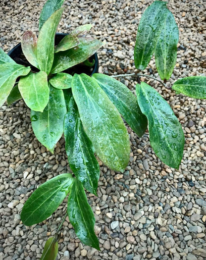 Hoya siariae IML 1624 H171