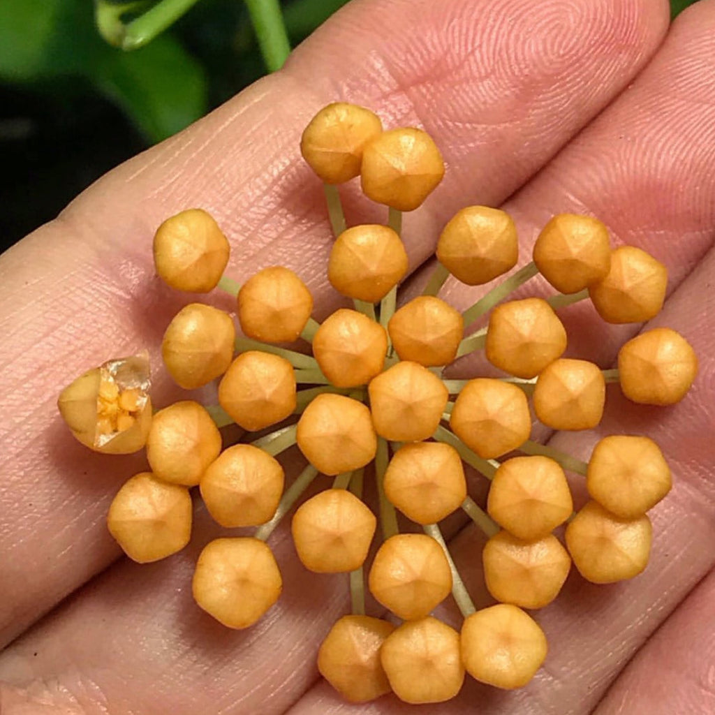 Hoya obscura IML 1003 H68