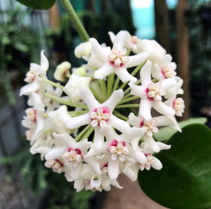 Hoya australis ssp. australis - round leaf H45