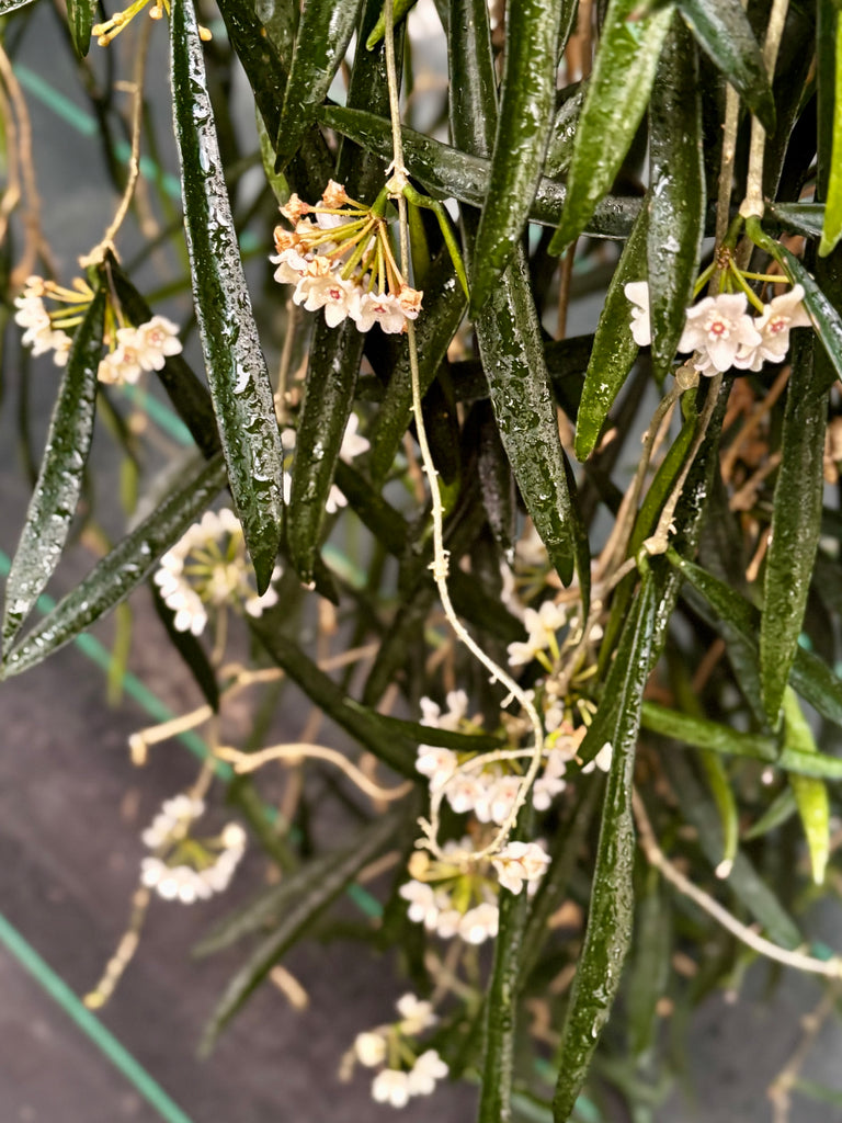 Hoya shepherdii IML 0048 H148