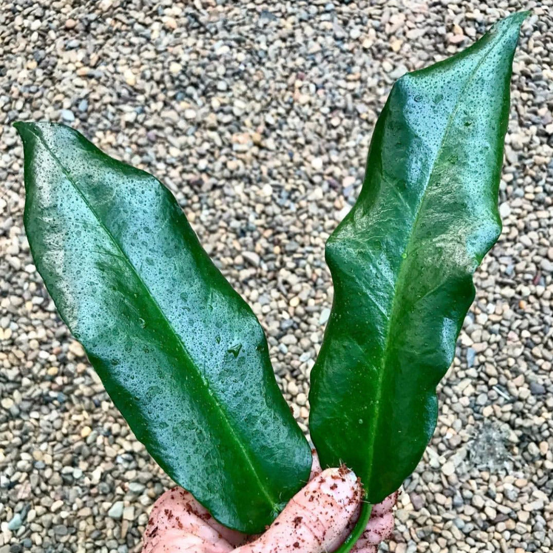 Hoya archboldiana H41