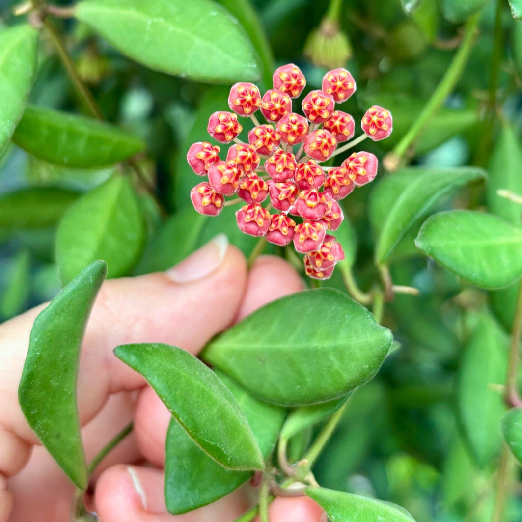 Hoya sp. aff. burtoniae H191