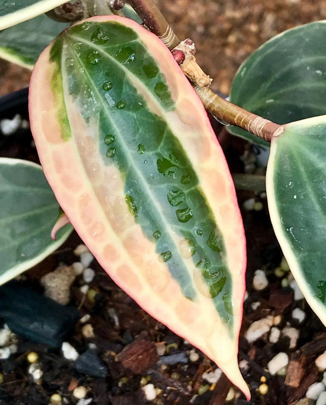 Hoya latifolia albomarginata IML 1622 H157