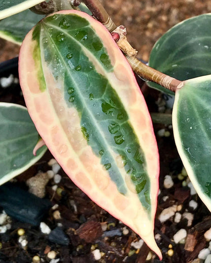 Hoya latifolia albomarginata IML 1622 H157