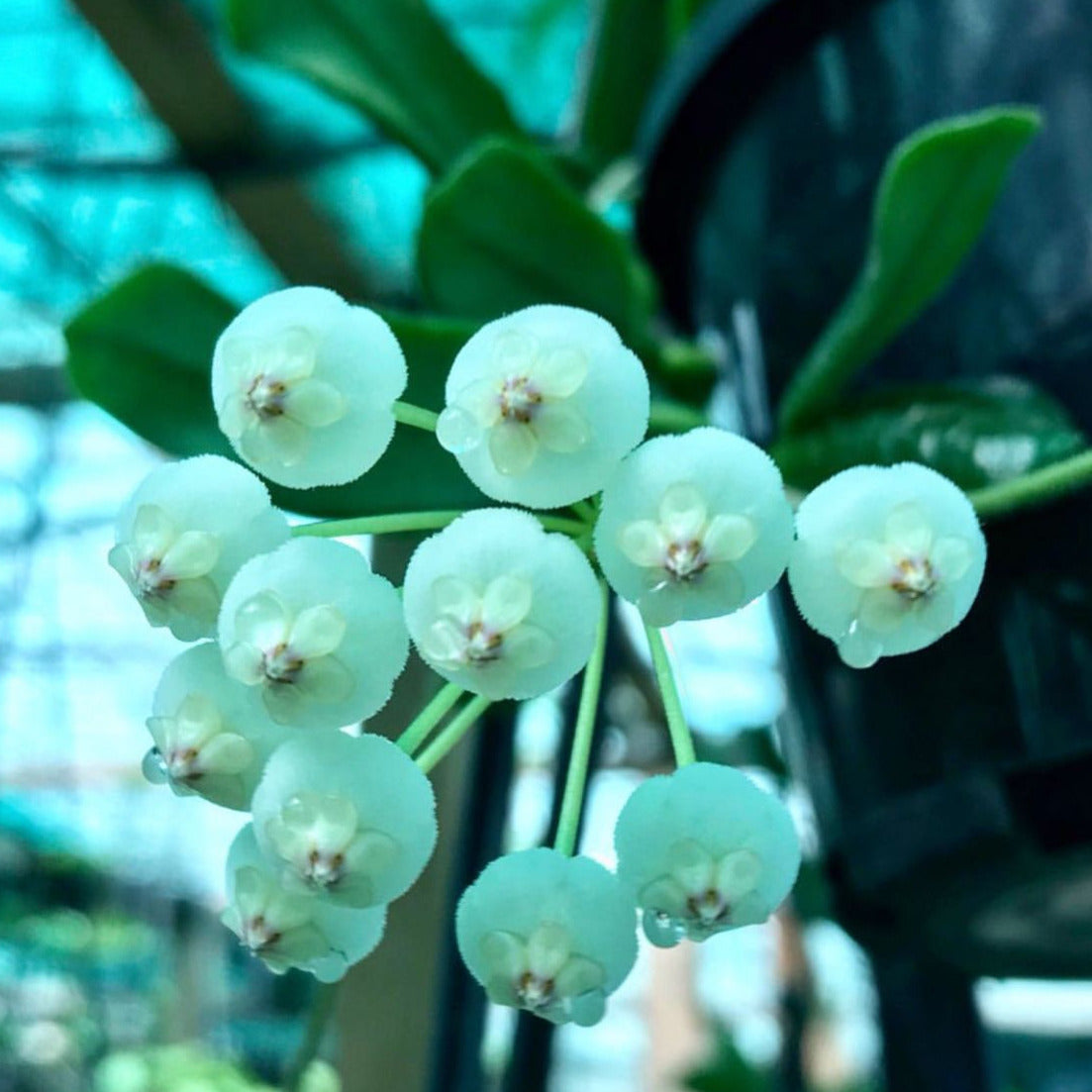 Hoya rotundiflora H291