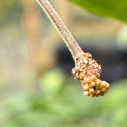 Hoya hypolasia Madang PNG IML 1155 H164