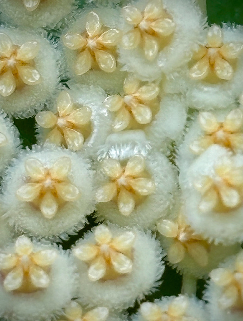 Hoya nabawanensis Malaysia IML 0078 H333