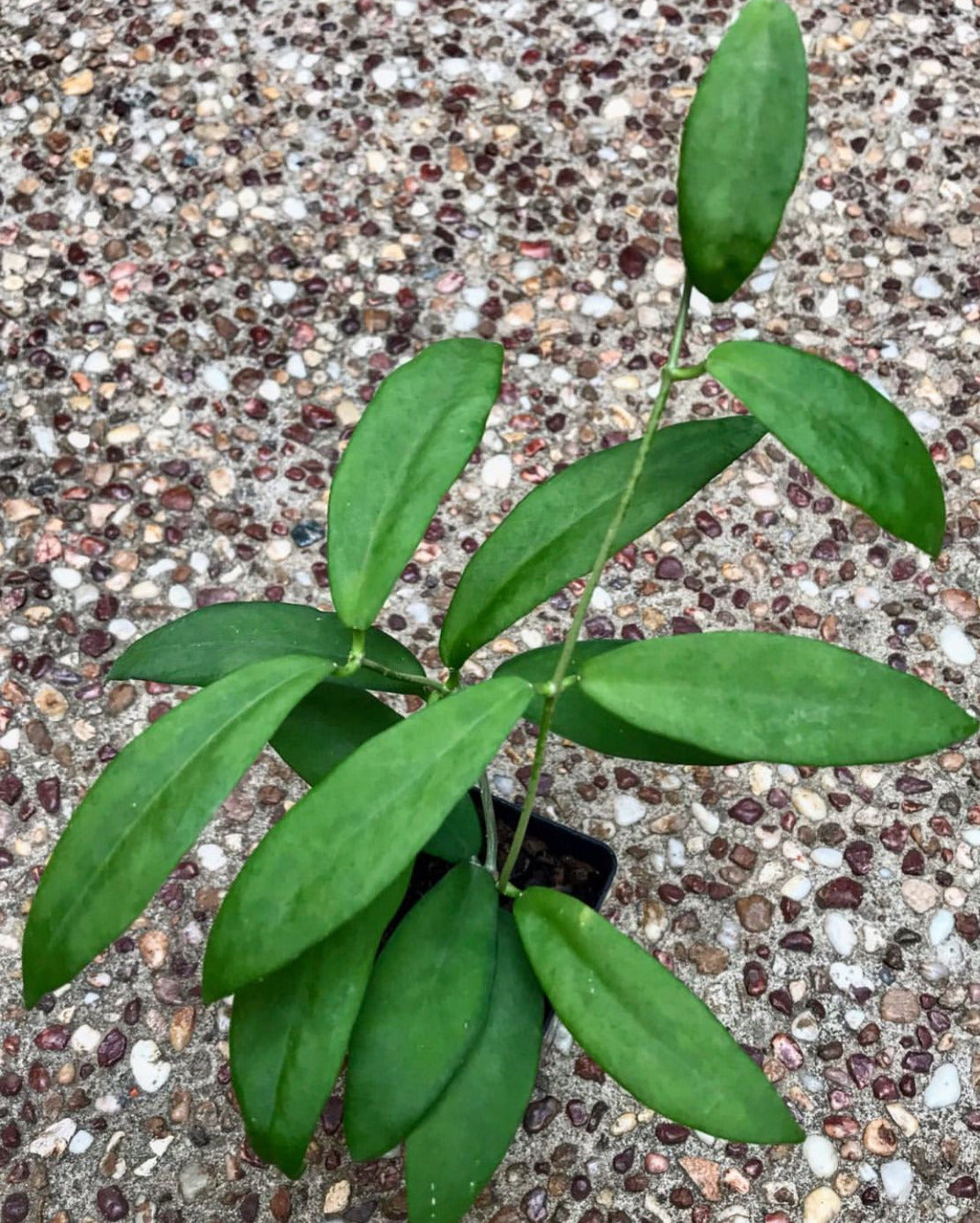 Hoya cagayanensis IML 1600 H279