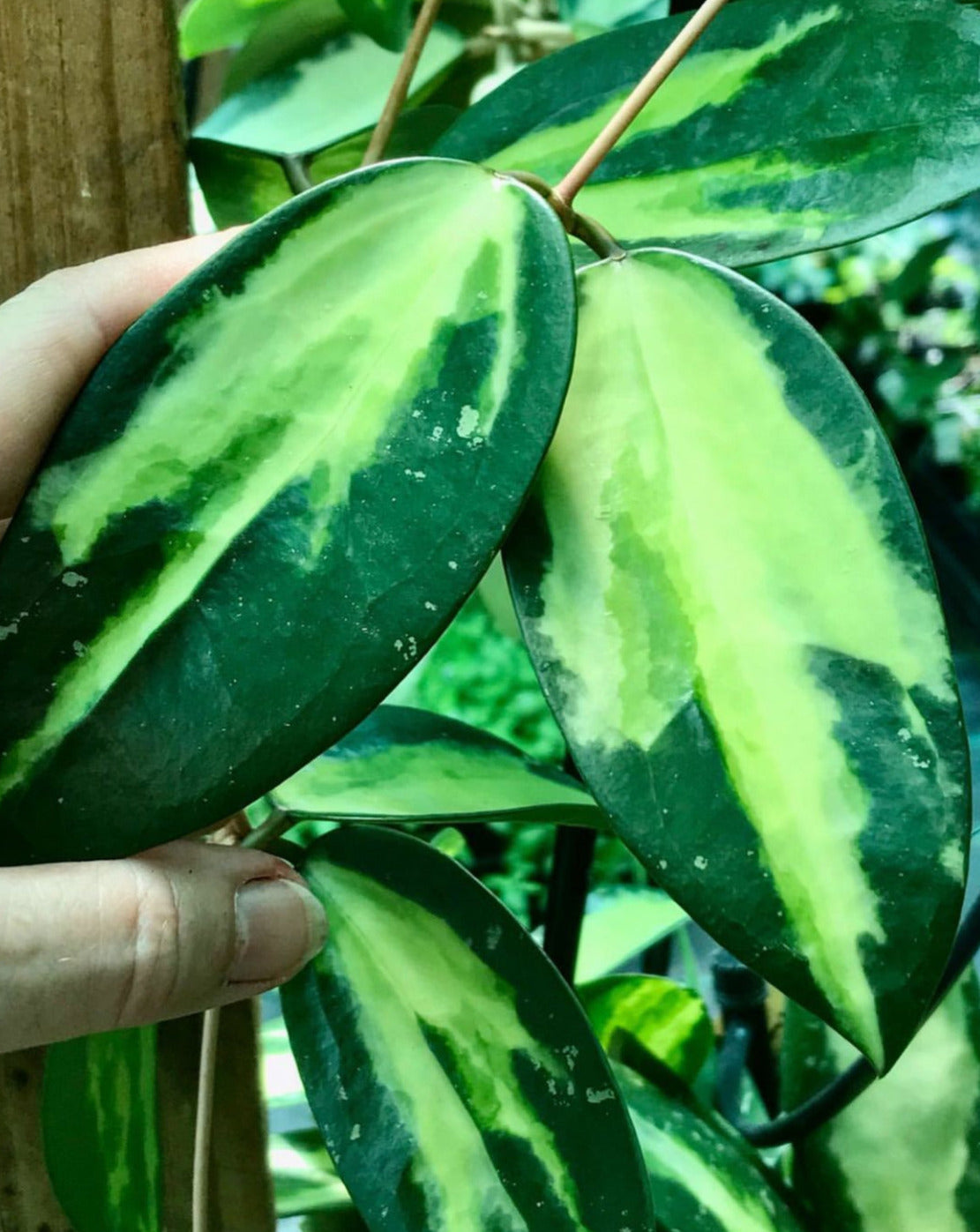 Hoya verticillata variegata IML 1578 H92
