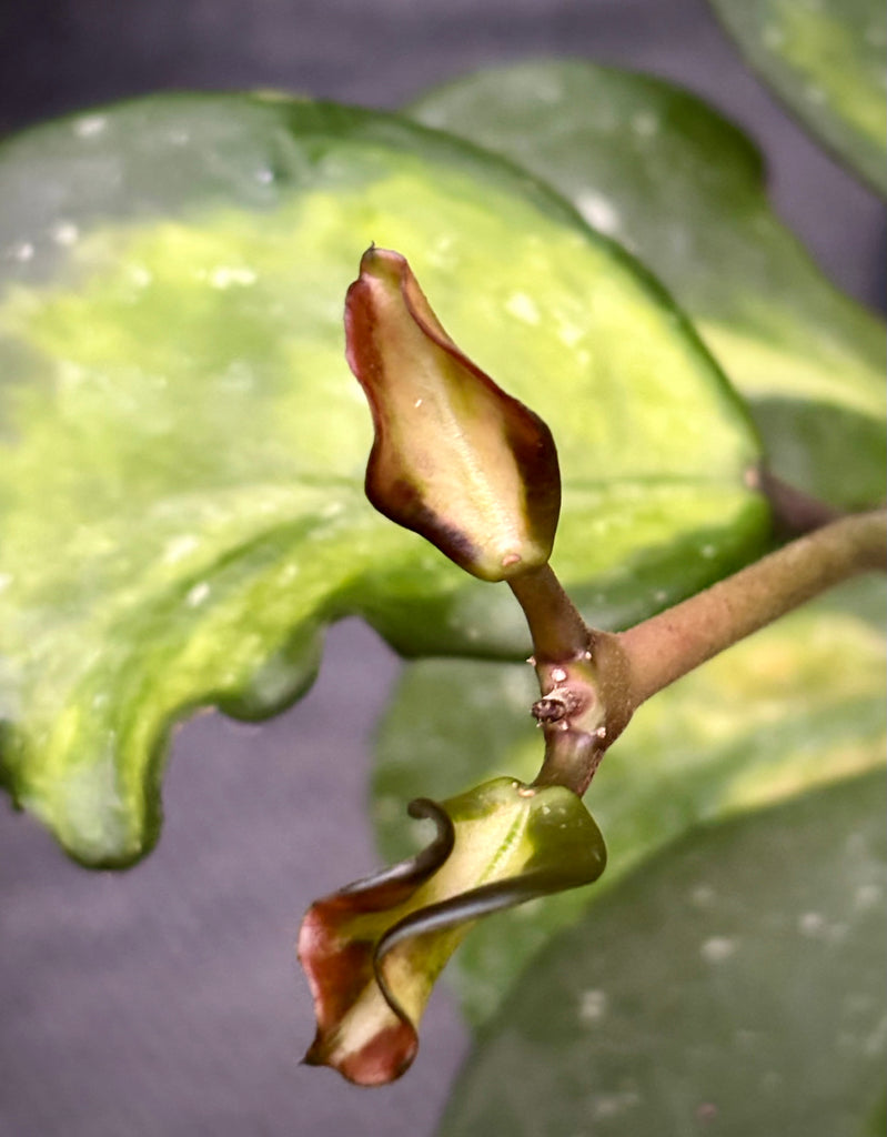 Hoya obovata variegata H294