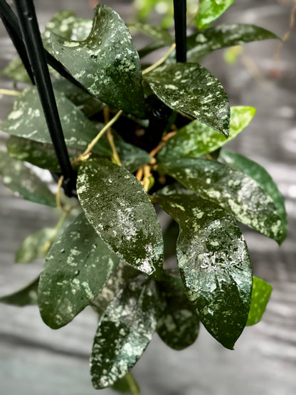 Hoya phuwaensis H317