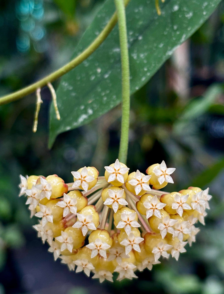 Hoya incrassata Philippines IML 0187 H35