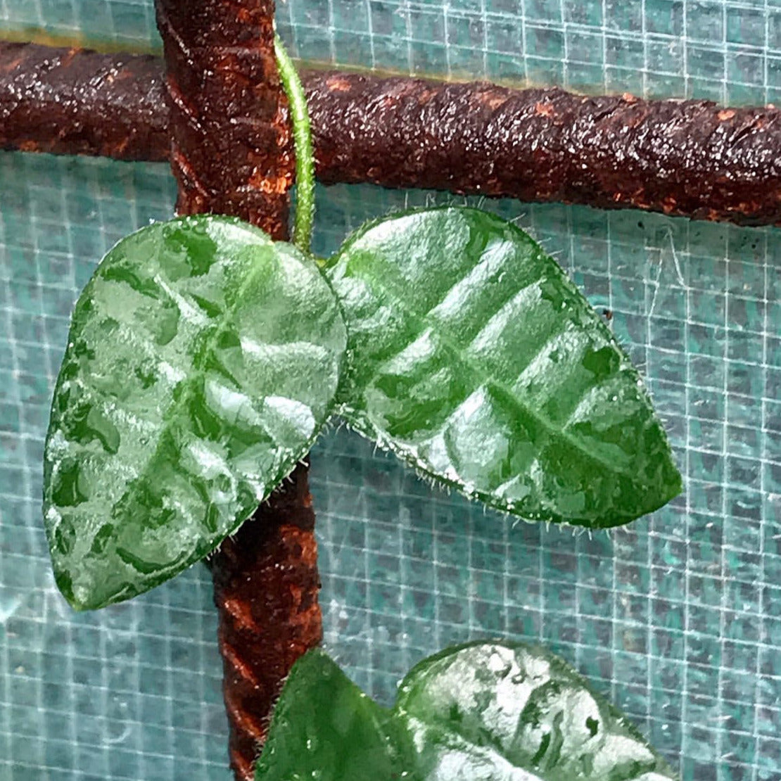 Dischidia hirsuta D23