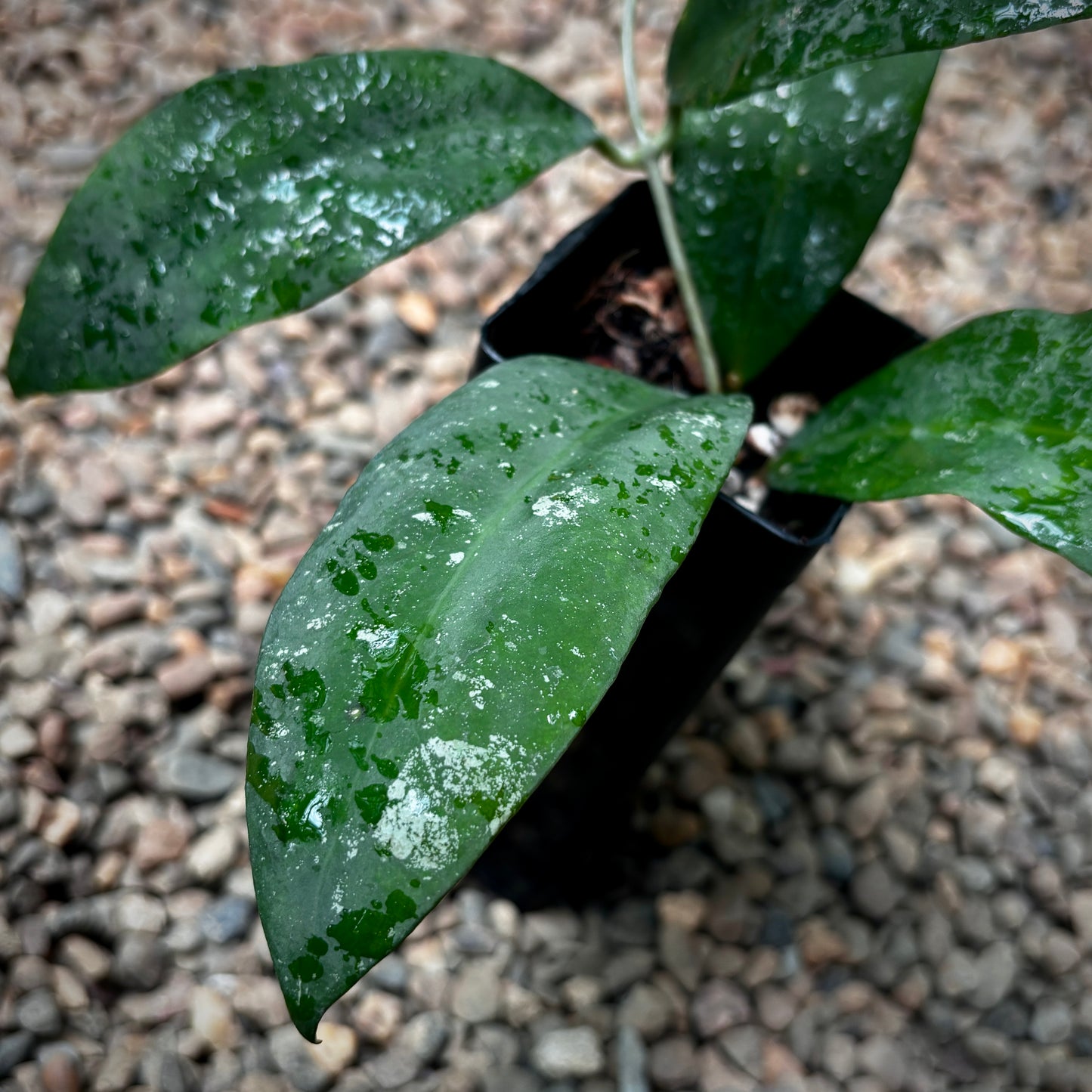 Hoya 'Ruthiae' H450