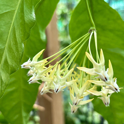 Hoya multiflora 'Shooting Star' IML 0182 H111