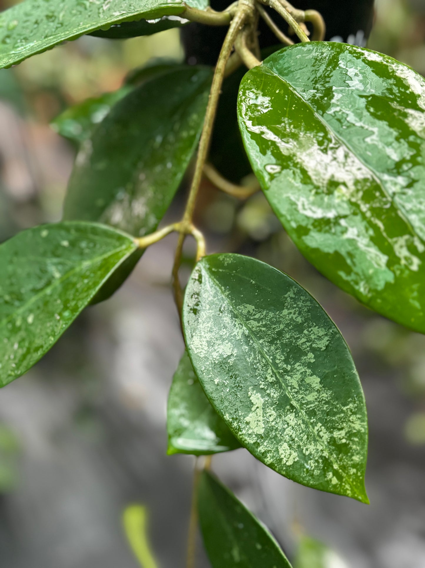 Hoya verticillata var. hendersonii H314