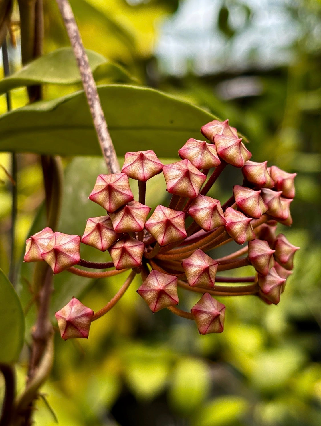 Hoya sp. Ban Ngong Ngoy IML 1514 H170