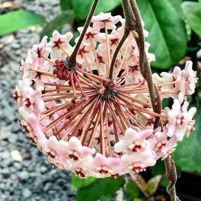 Hoya fungii H3