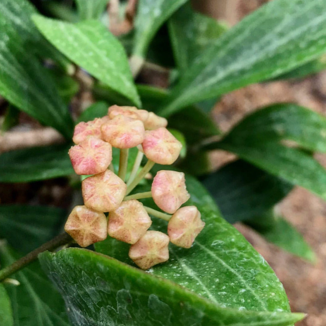 Hoya chunii (chuniana) H150