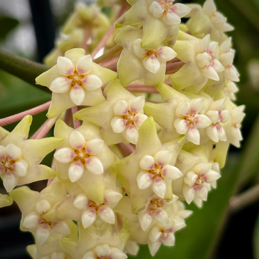 Hoya pottsii Thailand IML 1336 H301