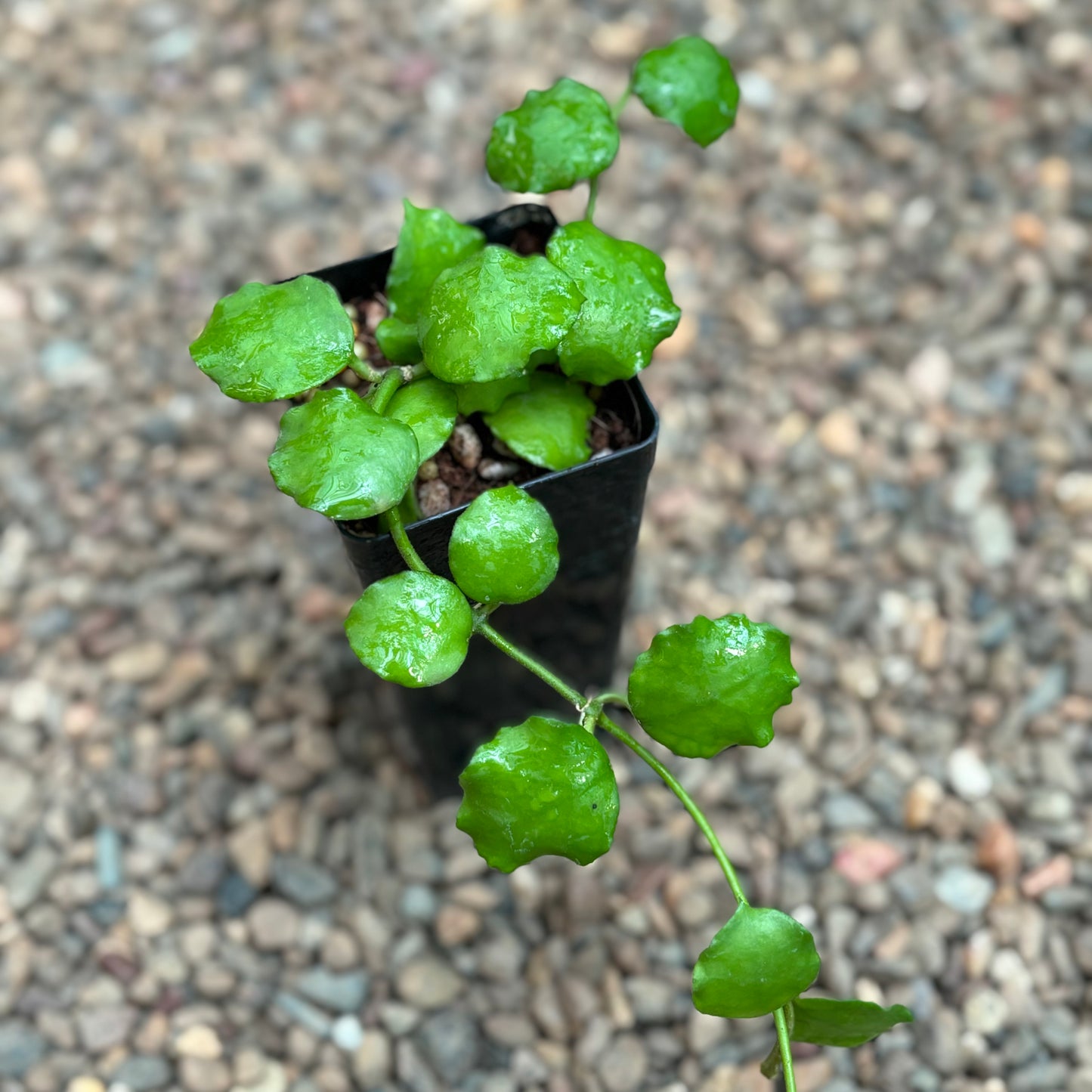 Hoya endauensis IML 1620 H57