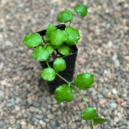 Hoya endauensis IML 1620 H57