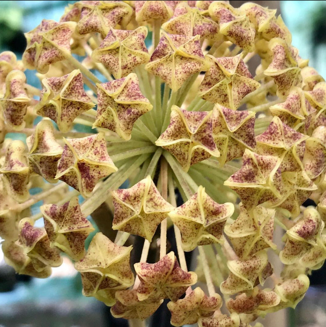 Hoya lambii H144
