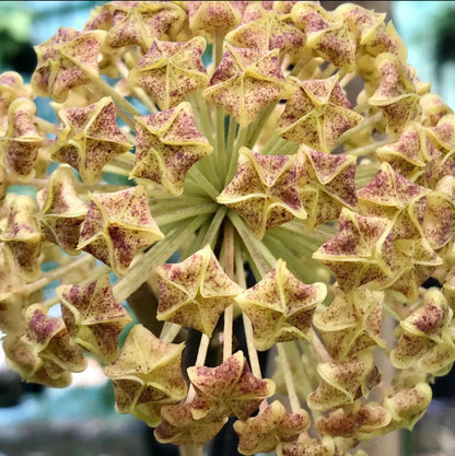 Hoya lambii H144