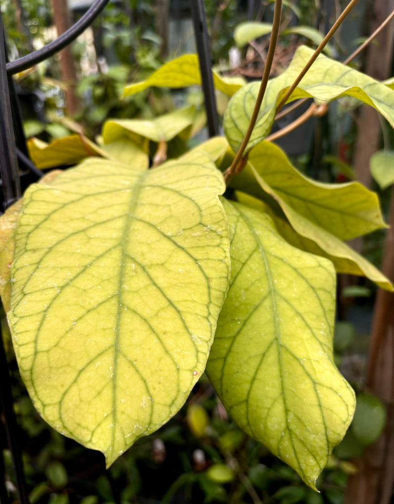 Hoya meredithii H174