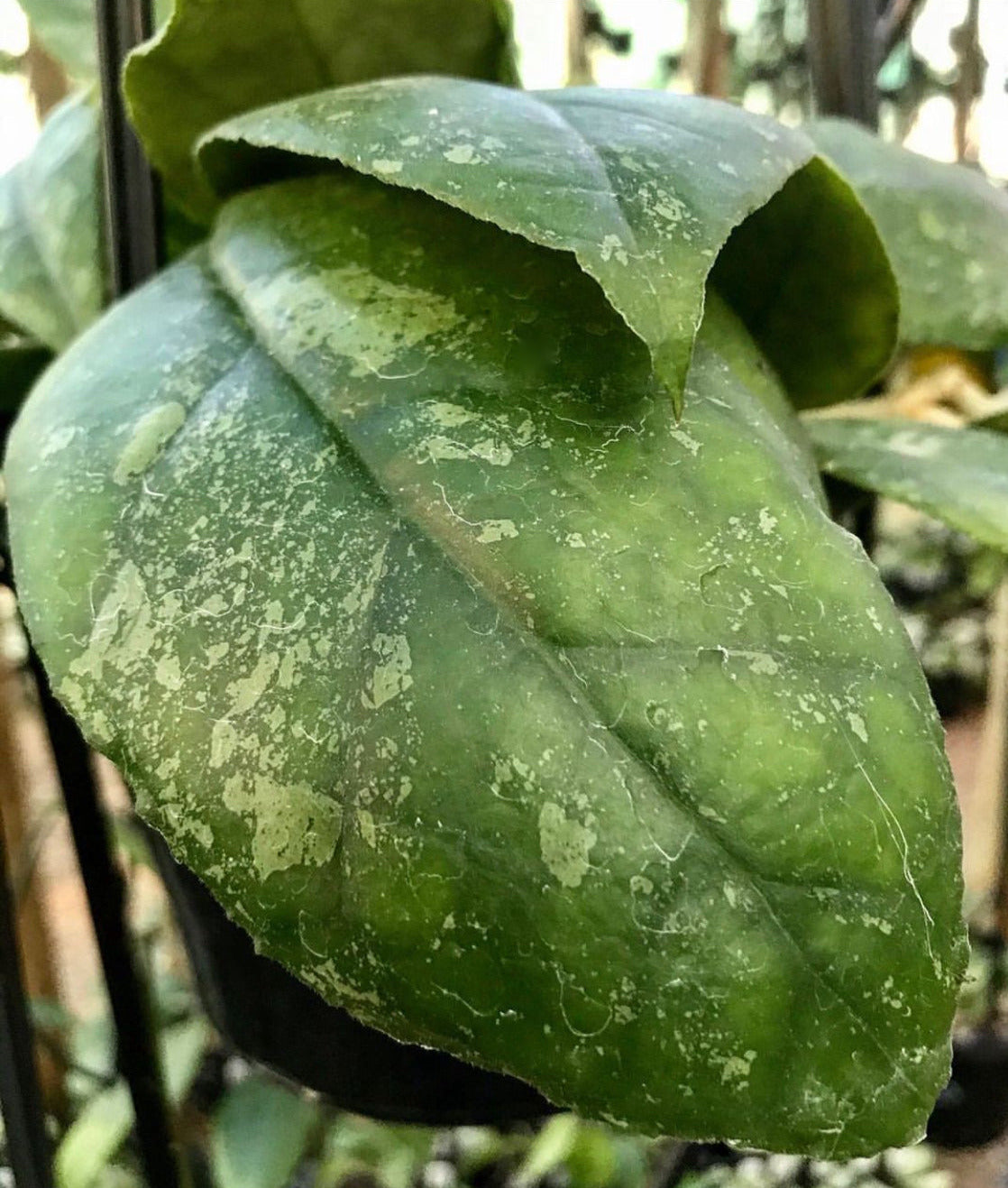 Hoya finlaysonii Malaysia IML 0398 H60