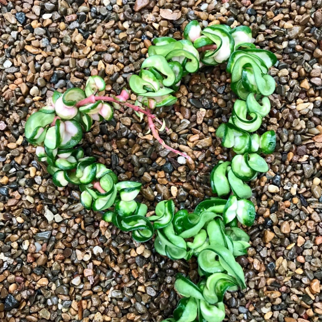 Hoya compacta Indian Rope - inside variegate H42