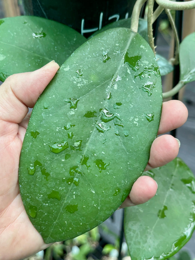 Hoya verticillata var. hendersonii H314