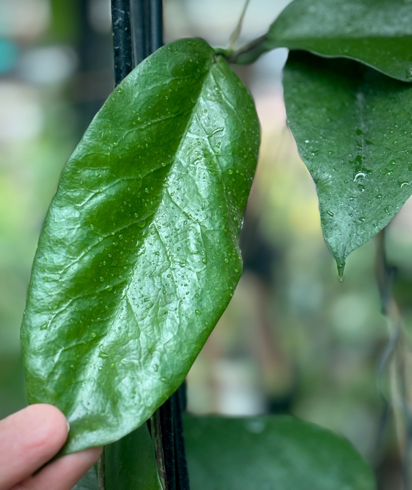 Hoya kenejiana 'Mt. Hauseman' IML 1054 H239