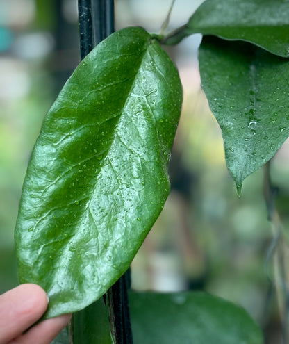 Hoya kenejiana 'Mt. Hauseman' IML 1054 H239