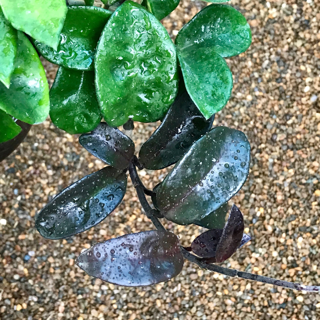 Hoya compacta Krinkle 8 IML 0186 H52