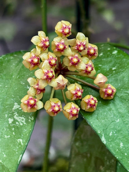 Hoya aff. plicata Malay Peninsula IML 1566 H313