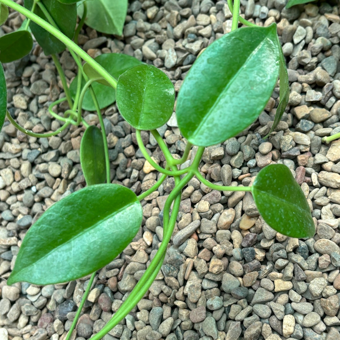 Hoya coronaria 'Gold Sidea' H37