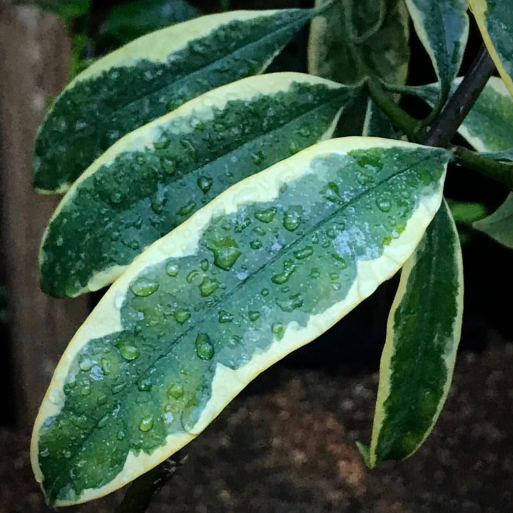 Hoya multiflora albomarginata H113