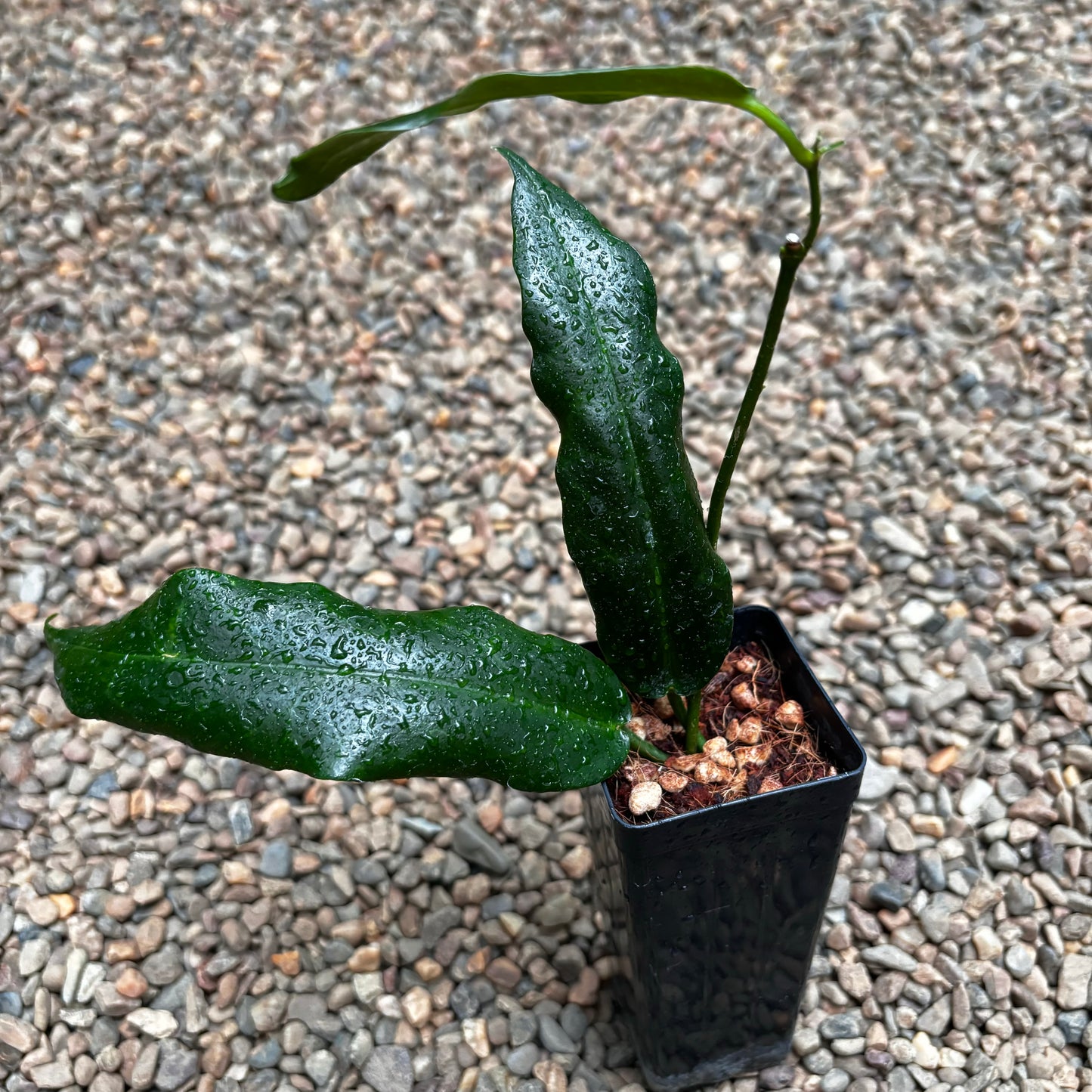 Hoya onychoides H366