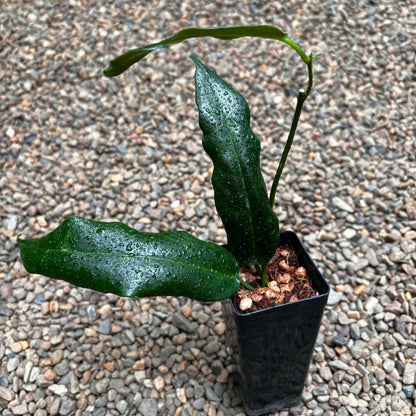 Hoya onychoides H366