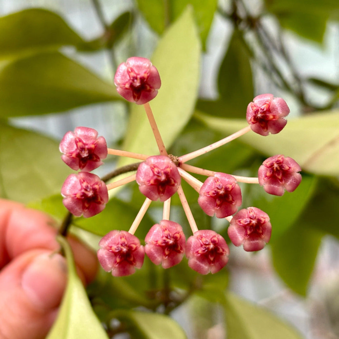 Hoya litoralis H31