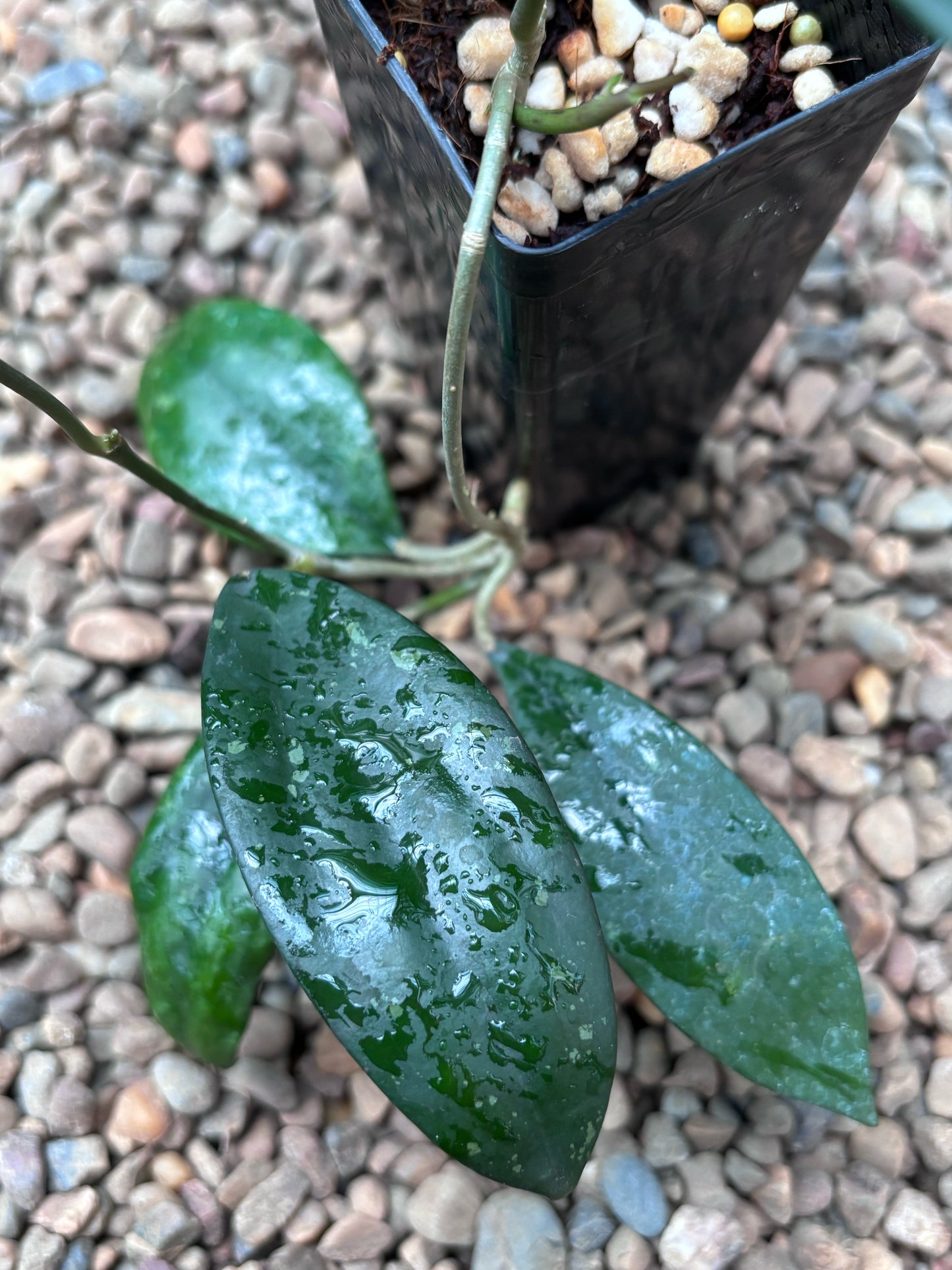 Hoya sp. DMC5627C Malaysia IML 1396 H433