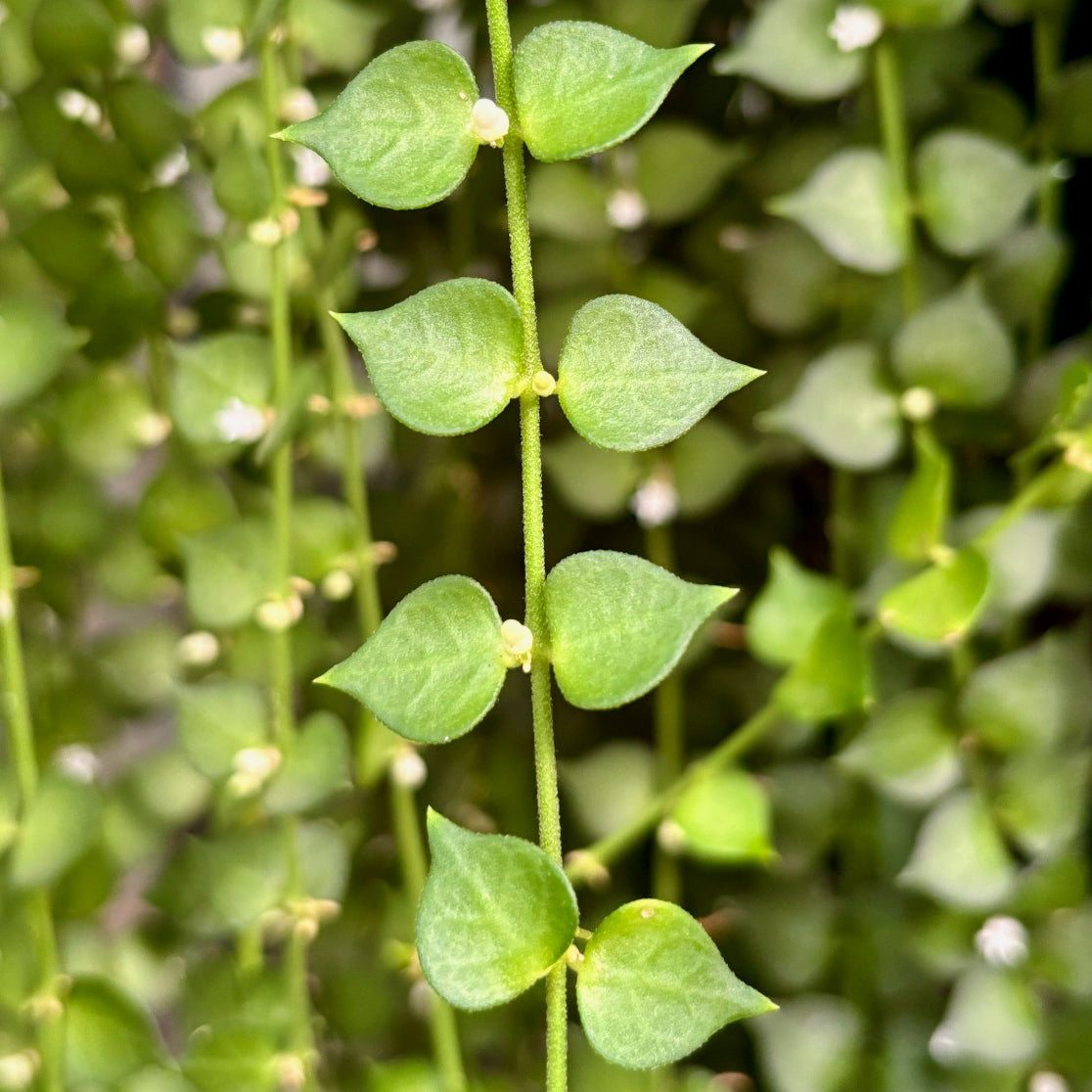 Dischidia ruscifolia D18