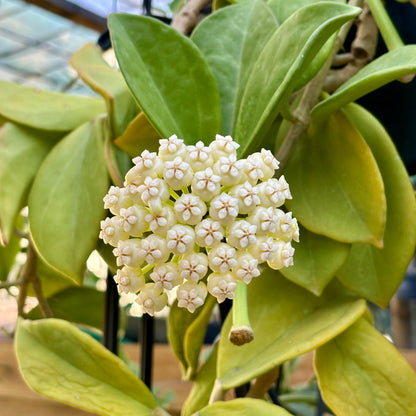 Hoya pachyclada IML 0523 H25