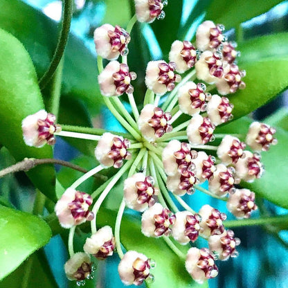 Hoya andalensis IML 1836 H93