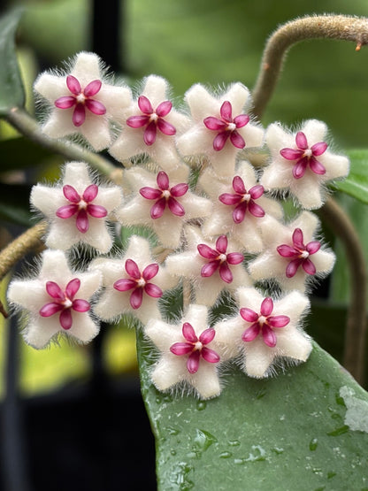 Hoya phuwaensis H317