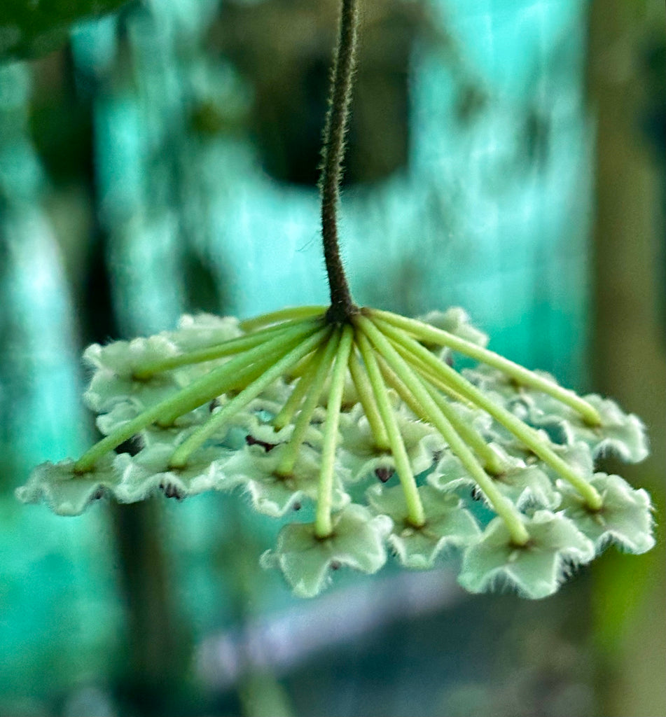 Hoya phuwaensis H317