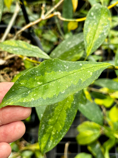 Hoya multiflora variegata H182