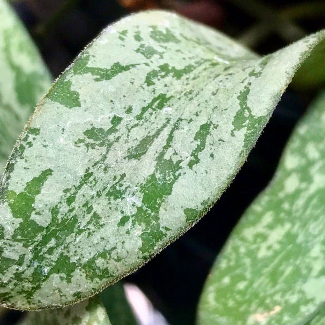 Hoya sigillatis IML 1601 H131
